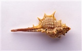 Conch Shell wallpaper album (2) #14