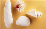 Conch Shell wallpaper album (2) #17