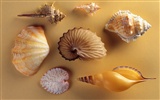 Conch Shell wallpaper album (2) #20