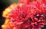 韩国花卉摄影高清纸3