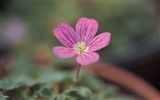 Fleurs Corée du Sud HD Livre #6