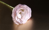 Corea del Sur Flores de papel de alta definición #8
