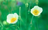Corea del Sur Flores de papel de alta definición #9