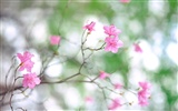Fleurs Corée du Sud HD Livre #10