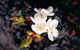 韩国花卉摄影高清纸12