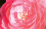 Corea del Sur Flores de papel de alta definición #17