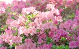 Corea del Sur Flores de papel de alta definición #22