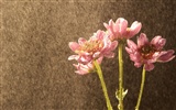 韓國花卉攝影高清紙 #31