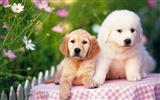 1600 dog photo wallpaper (8)