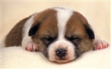 1600 dog photo wallpaper (8) #3