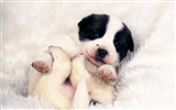 1600 dog photo wallpaper (8) #4