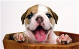 1600 dog photo wallpaper (8) #6