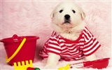 1600 dog photo wallpaper (8) #8