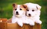 1600 dog photo wallpaper (8) #10