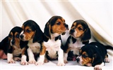 1600犬の写真の壁紙(8) #11