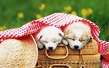 1600犬の写真の壁紙(8) #13