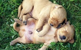 1600 dog photo wallpaper (8) #14