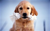 1600 dog photo wallpaper (8) #15