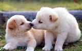 1600 dog photo wallpaper (8) #17