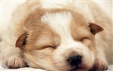 1600 dog photo wallpaper (8) #18