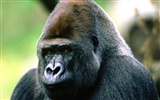 Mono fondos de escritorio de orangután (1)