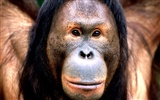 Monkey orangutan wallpaper (1) #8