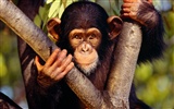 Monkey orangutan tapety (1) #10