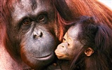 Mono fondos de escritorio de orangután (1) #11