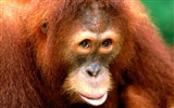 Monkey orangutan wallpaper (1) #16