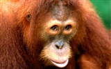 Orang-Utan Monkey Wallpaper (1) #16