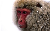 Fond d'écran orang-outan singe (1) #17