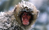 Fond d'écran orang-outan singe (1) #19