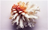 Conch Shell wallpaper album (3) #4