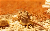 Conch Shell wallpaper album (3) #5