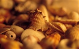 Conch Shell Tapete Album (3) #6