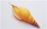 Conch Shell wallpaper album (3) #7