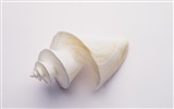 Conch Shell Tapete Album (3) #10