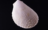 Conch Shell wallpaper album (3) #11