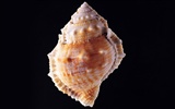 Conch Shell wallpaper album (3) #12