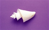 Conch Shell Tapete Album (3) #15