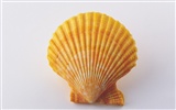 Conch Shell wallpaper album (3) #16