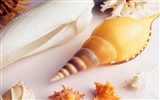 Conch Shell wallpaper album (3) #18