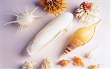 Conch Shell wallpaper album (3) #19