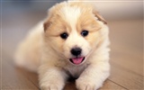 1600 dog photo wallpaper (9)