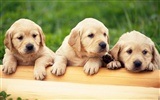 1600 dog photo wallpaper (9) #2