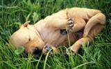 1600 dog photo wallpaper (9) #7