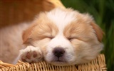 1600 dog photo wallpaper (9) #10