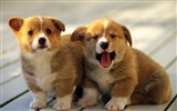 1600 dog photo wallpaper (9) #12