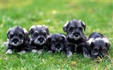 1600 dog photo wallpaper (9) #14