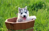 1600 dog photo wallpaper (9) #16